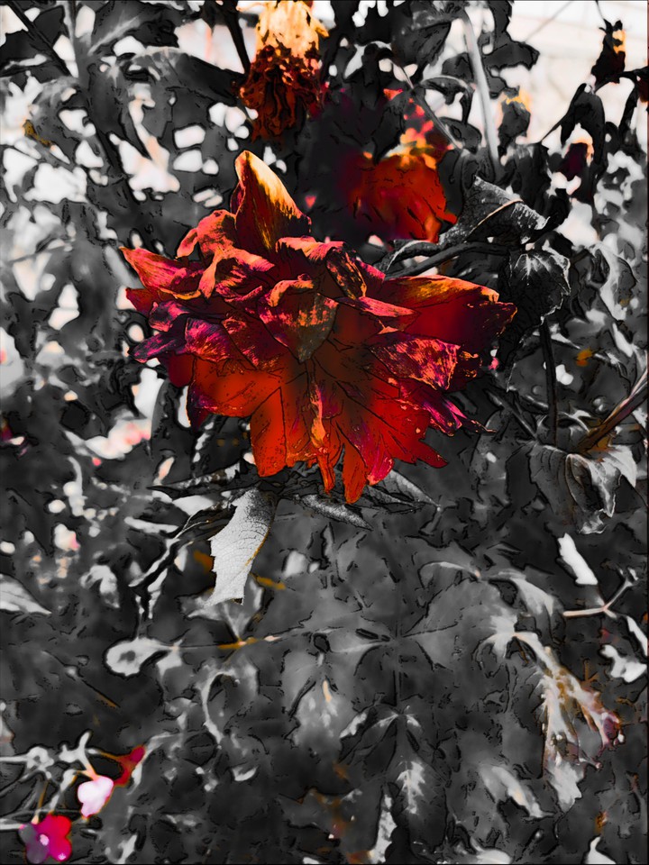 rose