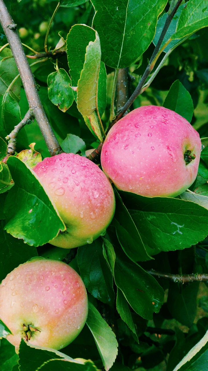 Äpfel