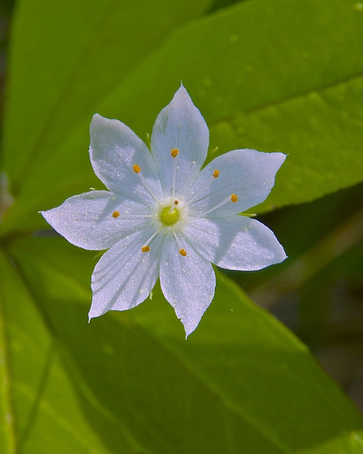 flor bela
