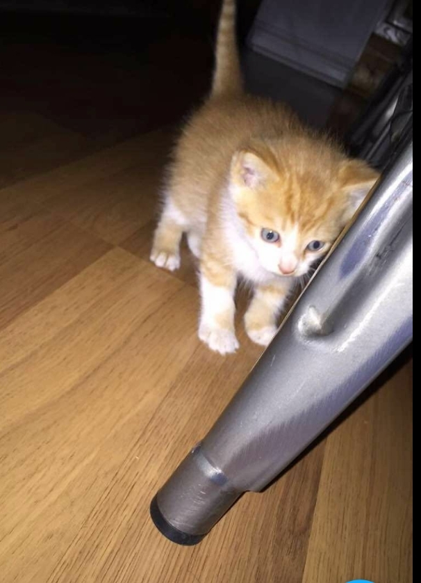 kitten