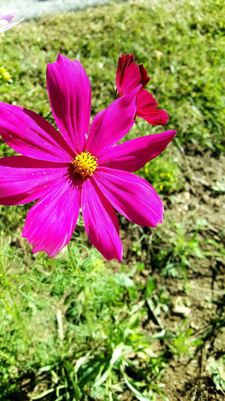 Flower power