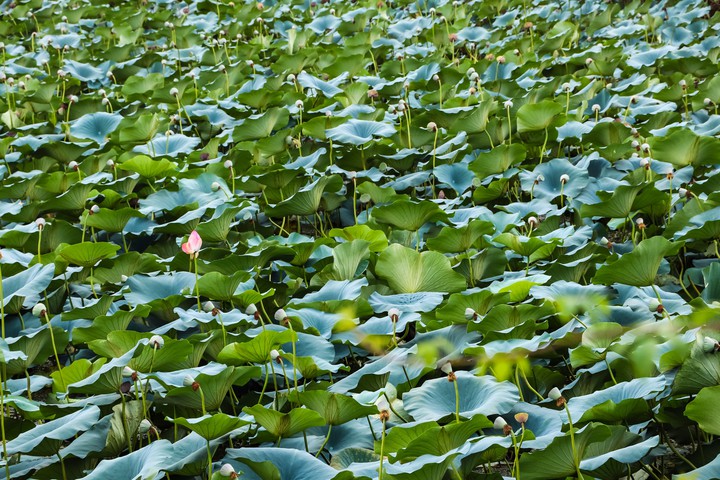 Sostan swamp, Gilan Porovine,  Iran