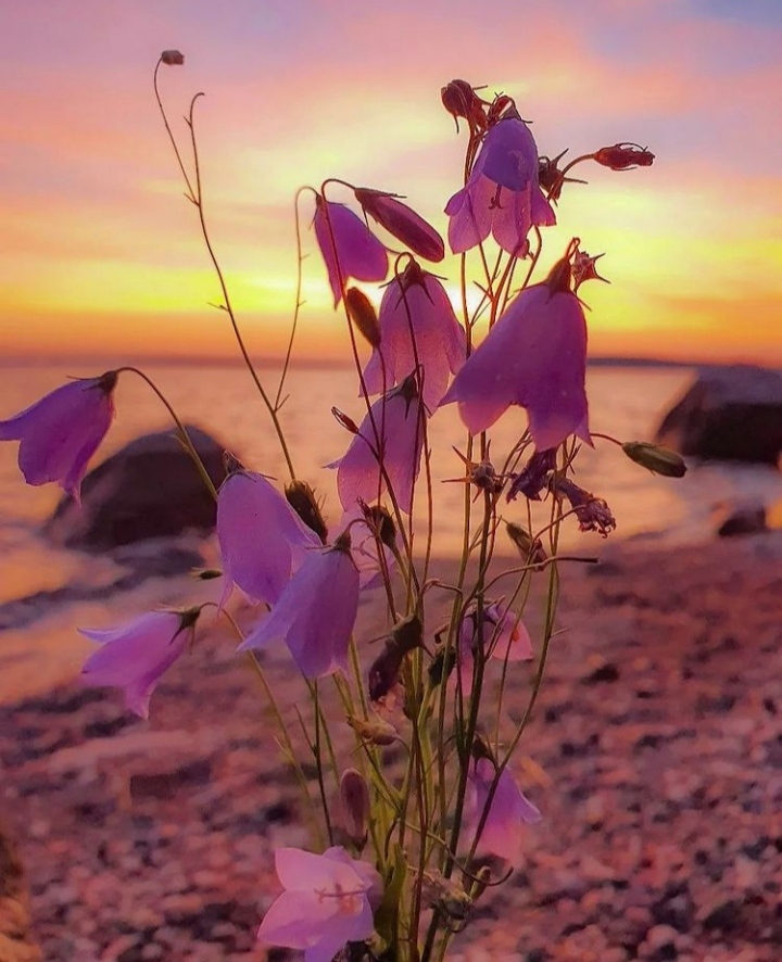 Y♥️ Purple love