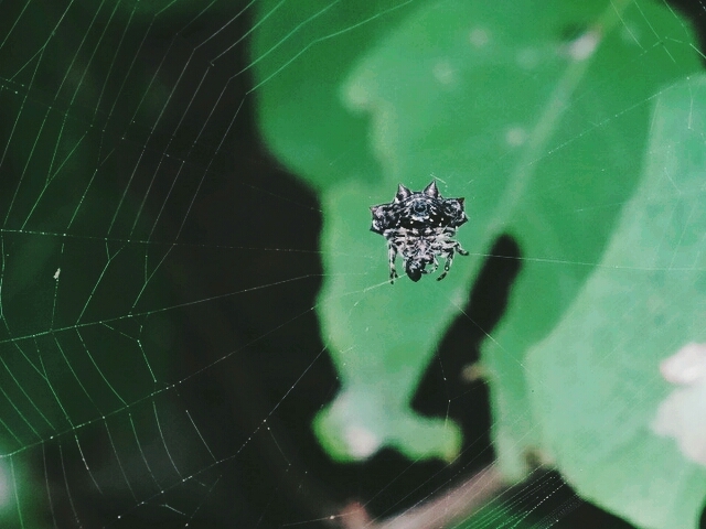 spider