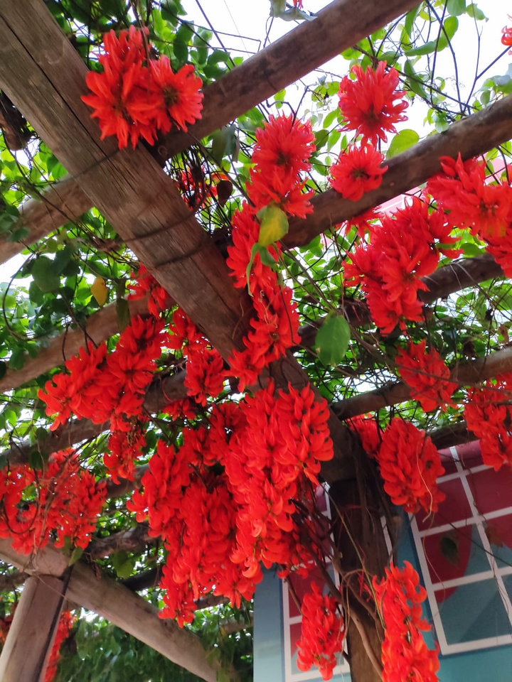 red flower