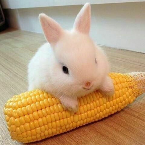 خرگوش