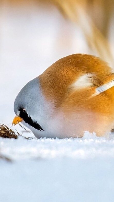Angri Birds