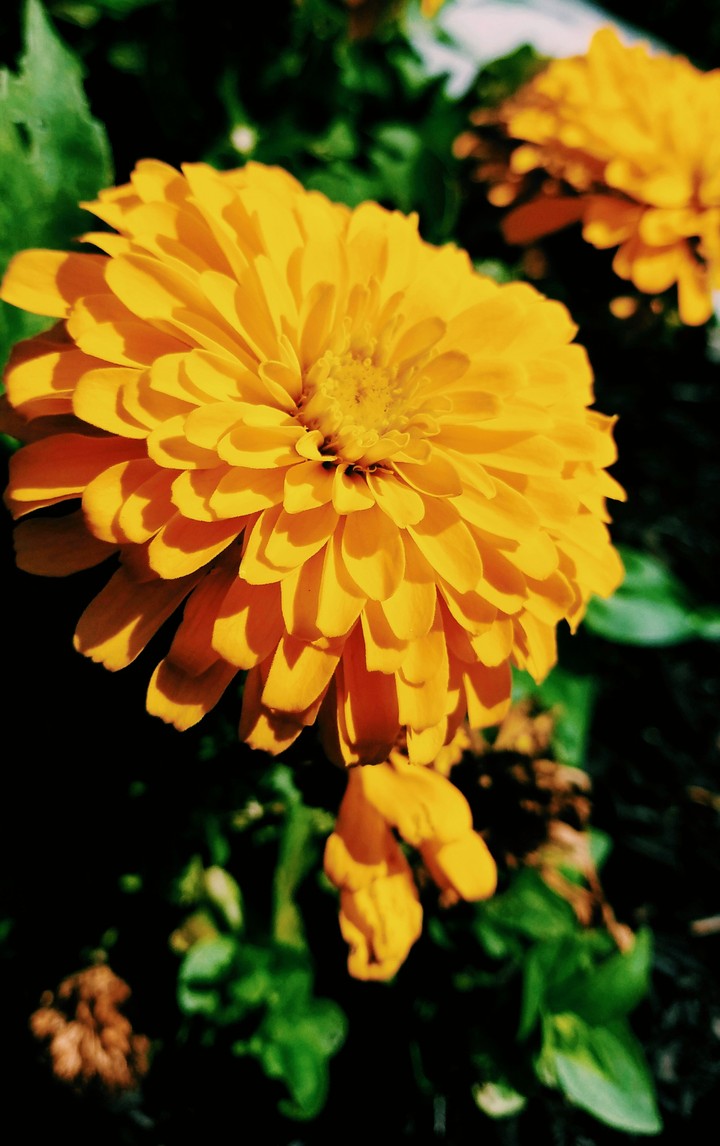 Beautiful Yellow Flower