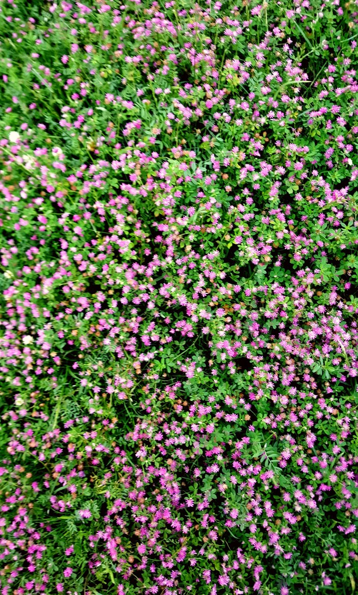 pembe pıtırcık çiçekler
