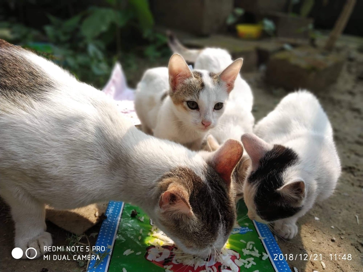 cute cat