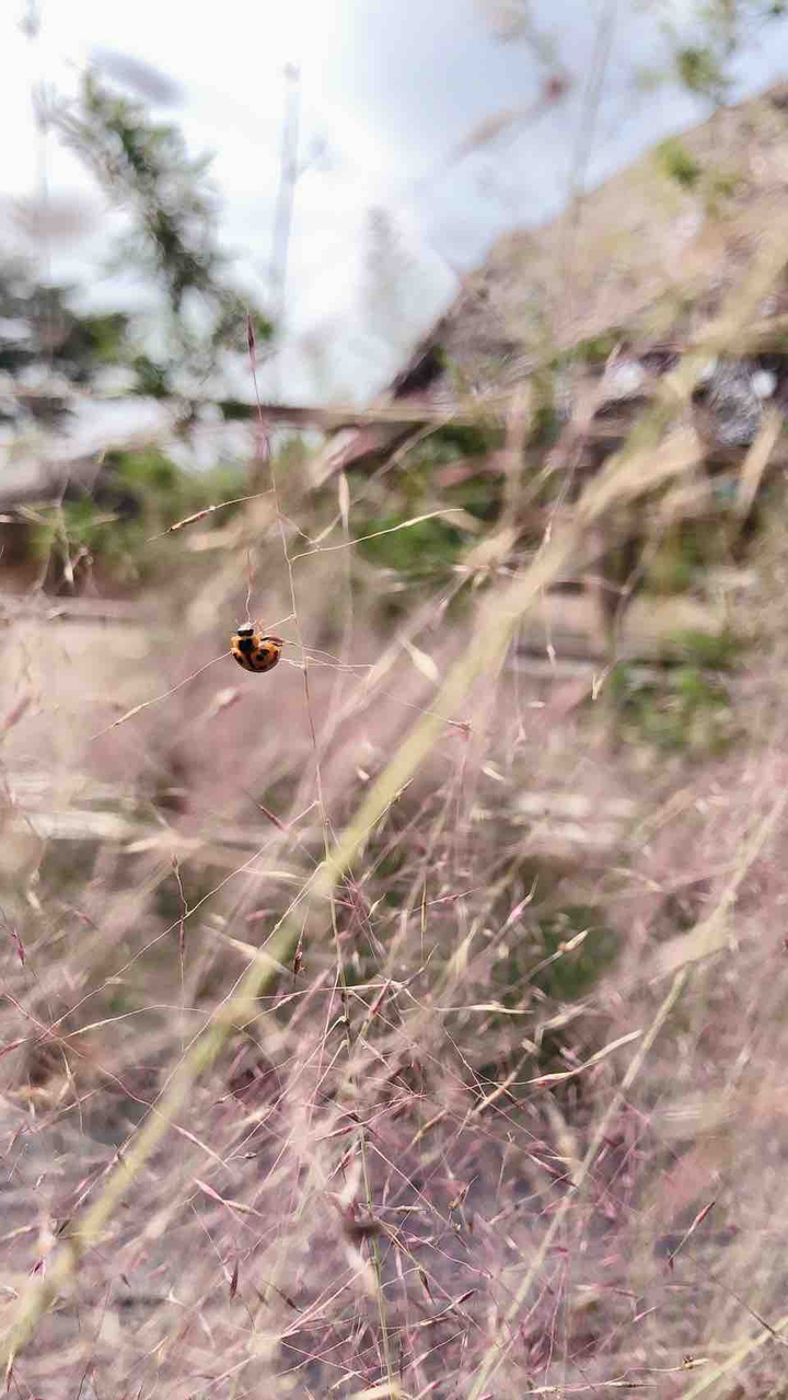 ladybug