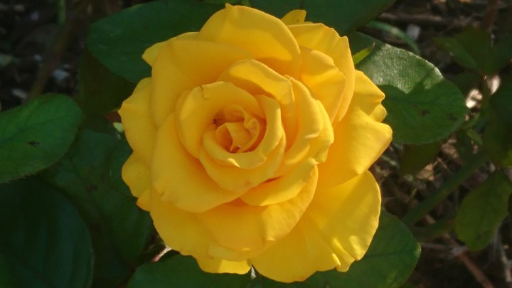 amrish