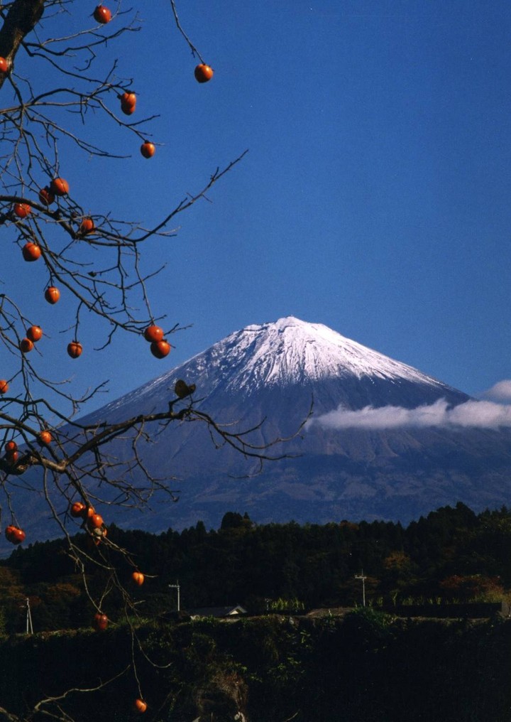 富士山と柿