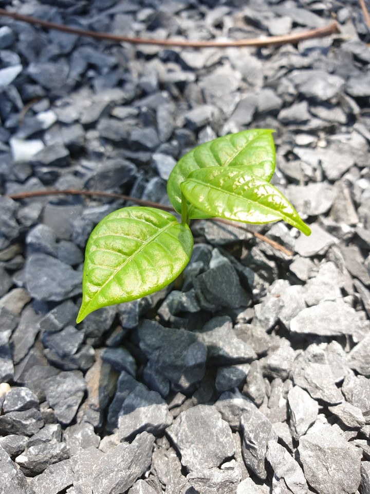 Little Green