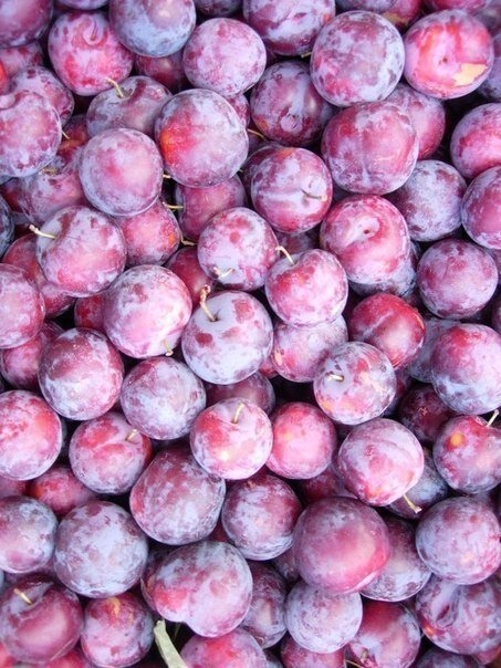 fruits