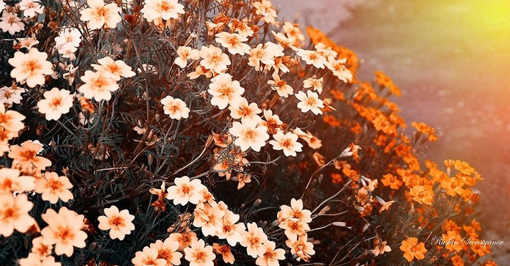 природа