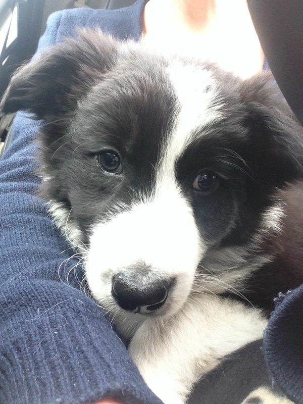 The Border Collie Because There Is No Better Dog