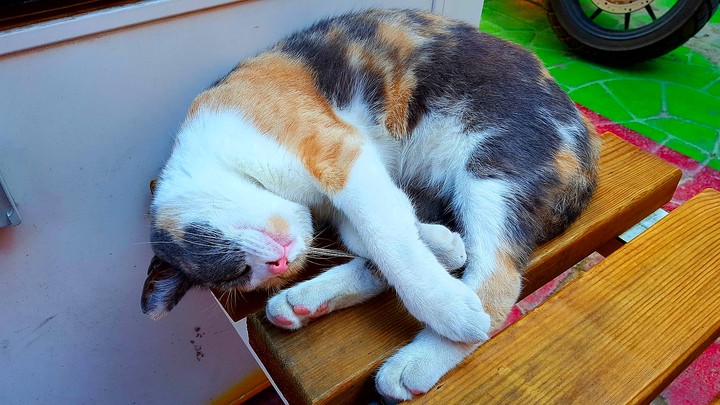 cat