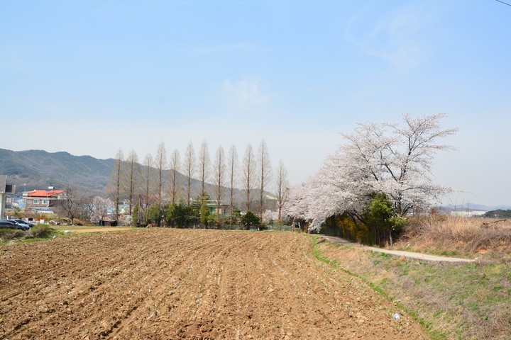 고려산의봄이미지