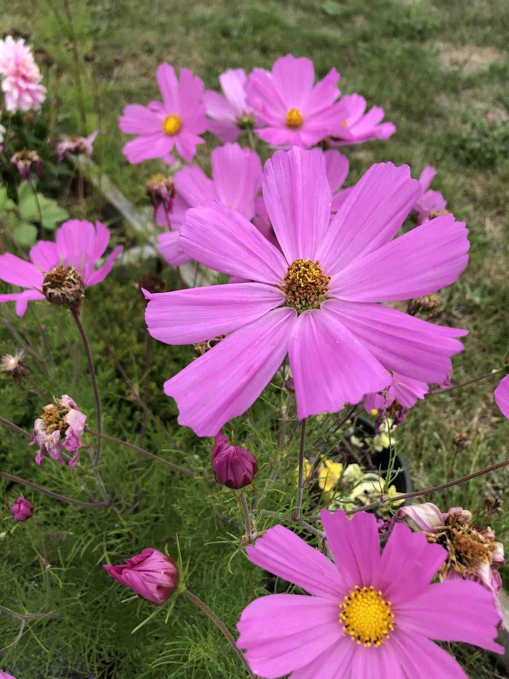pink