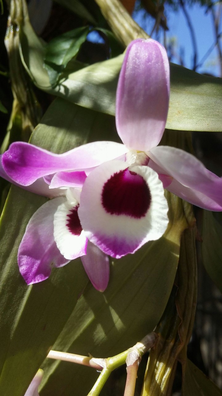 Orquídea