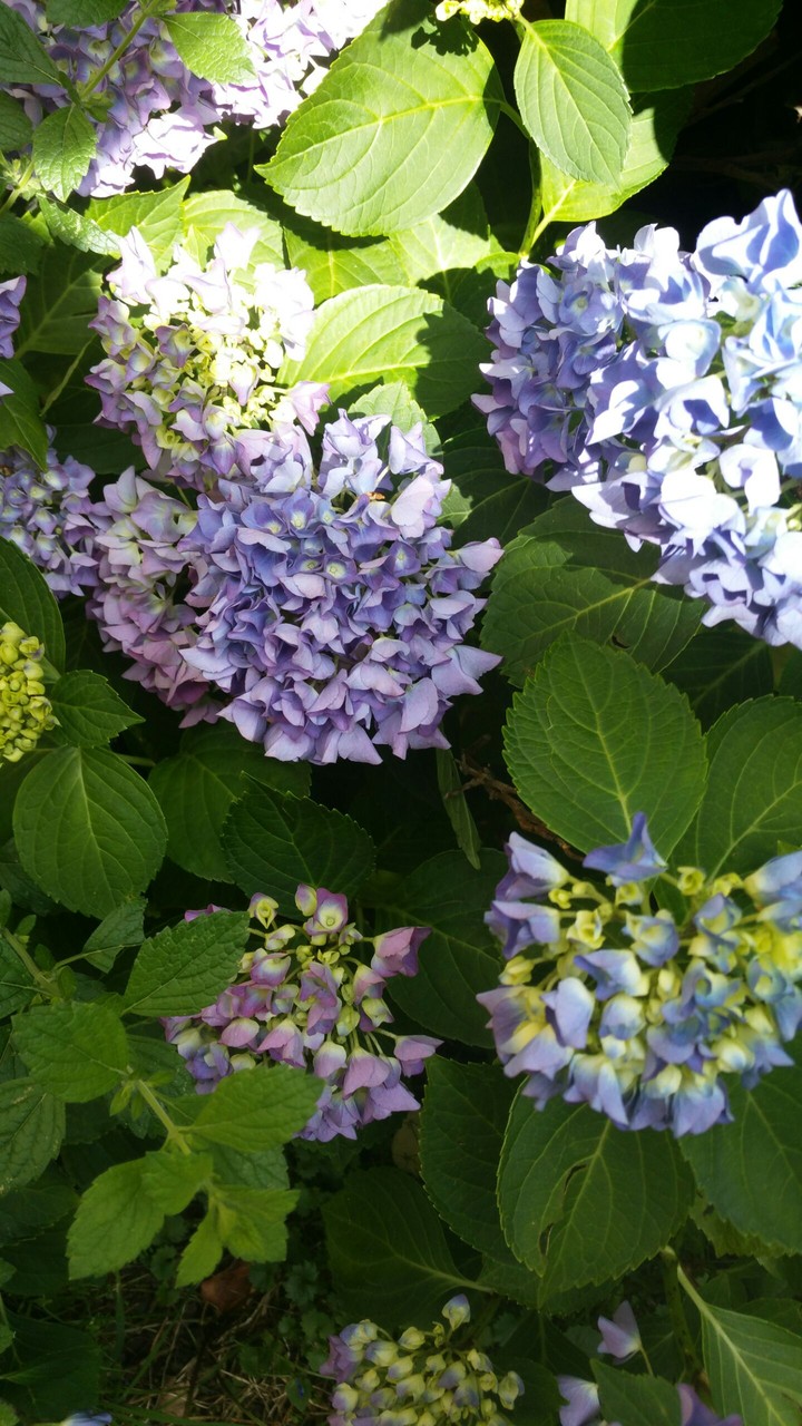 Die Blume