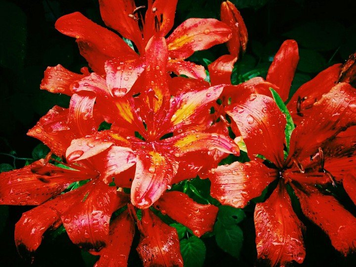 the mostBeautiful. Flowers