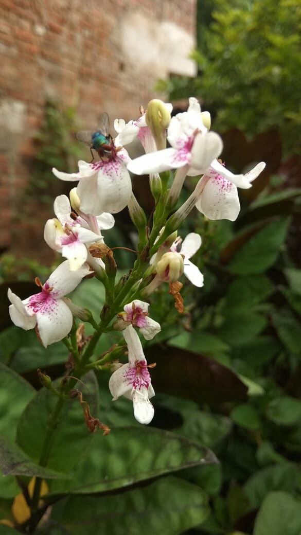 White Flowers