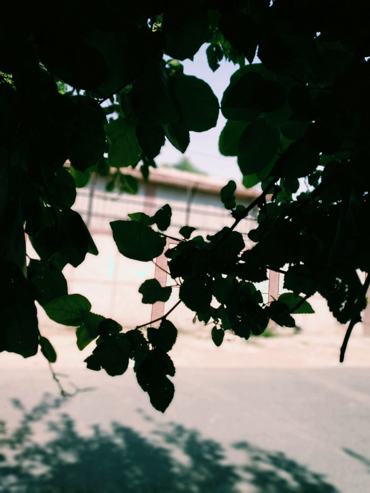 Leaf