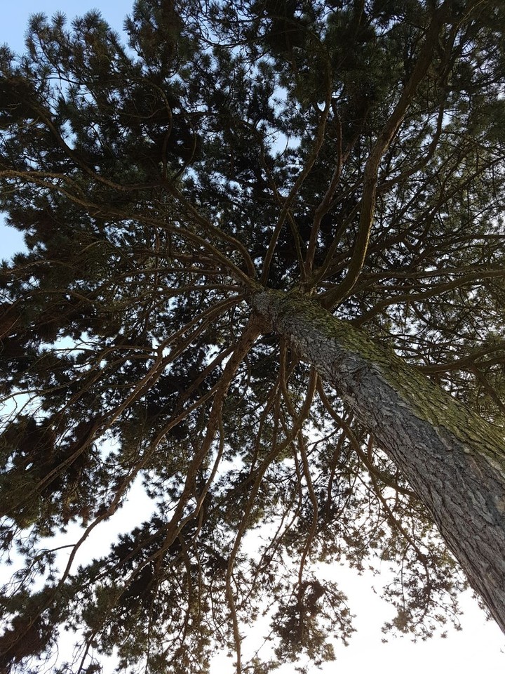 Natur