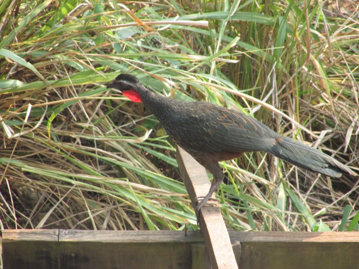 Bird