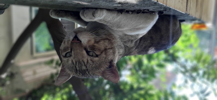 cat