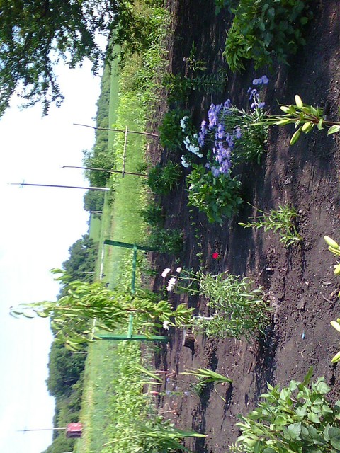 plant, flower桌布