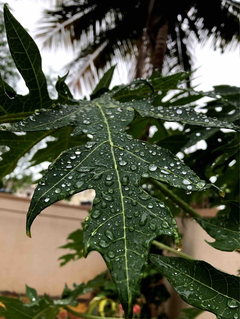 Papaya Leaf drenched in water