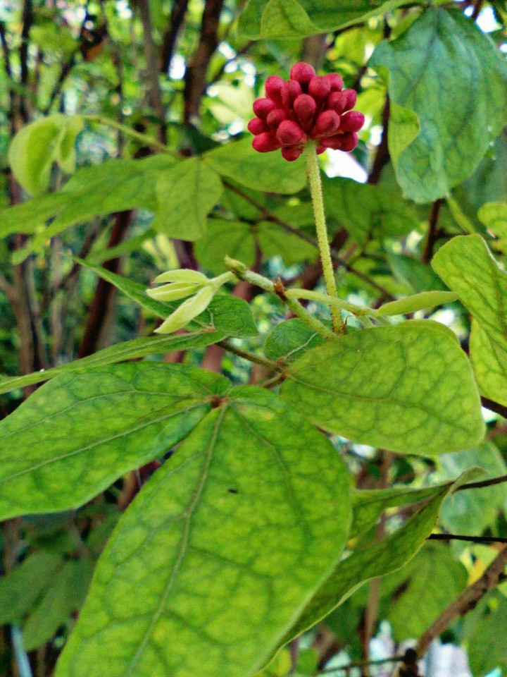 Blooming Red