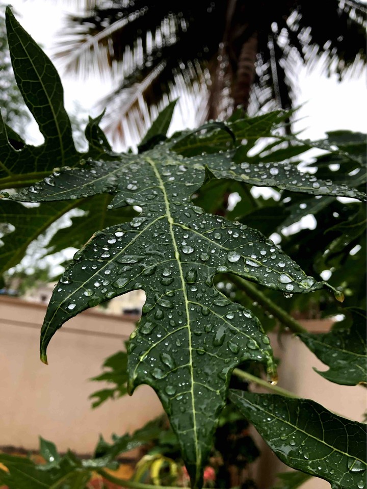 Papaya Leaf drenched in water