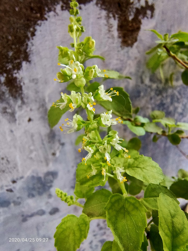 tulsi ?