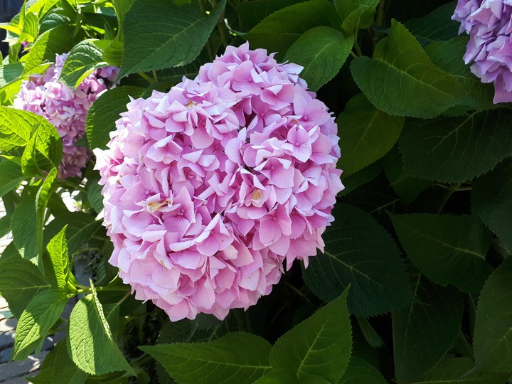 Pink Hydrangea