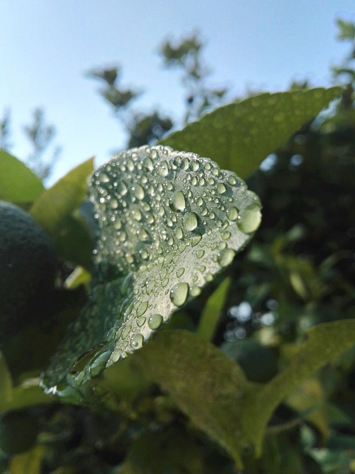 foliage.