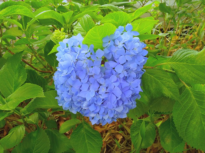 heart shaped flower