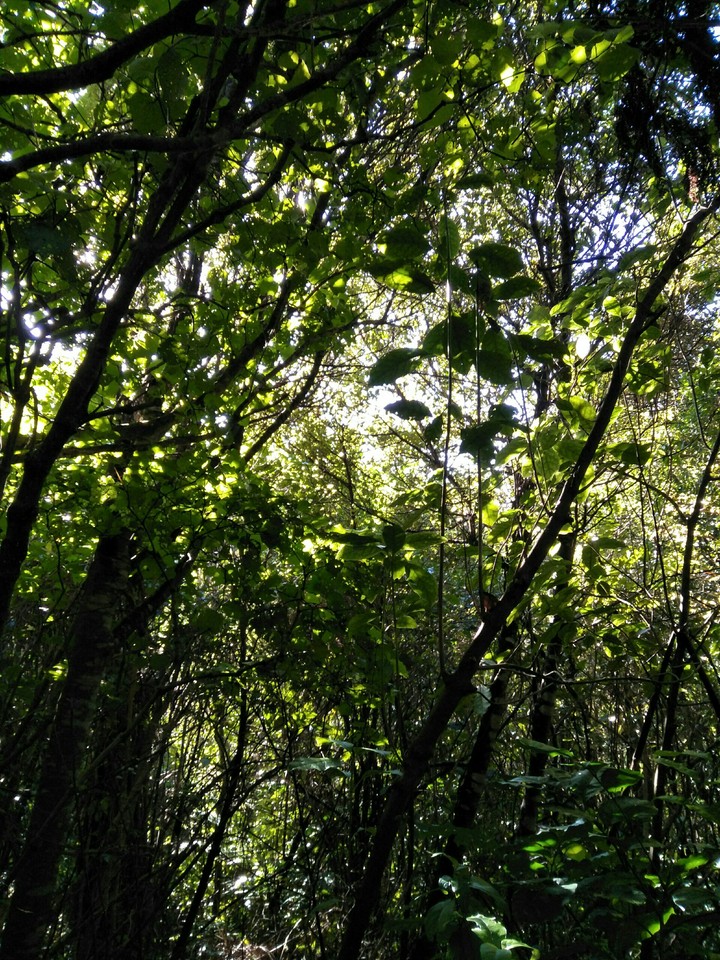 Trees