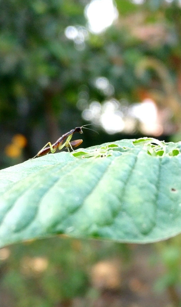 leafing
