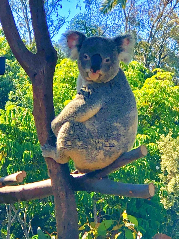 koala 3