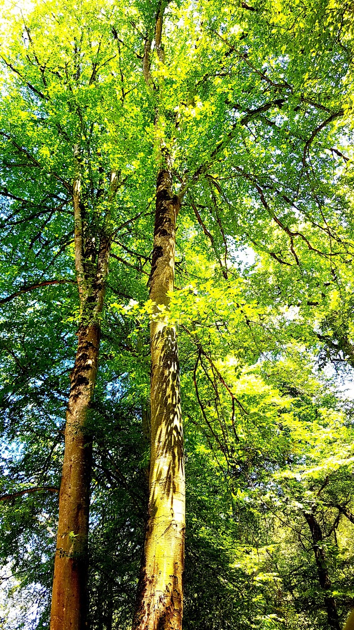 tree