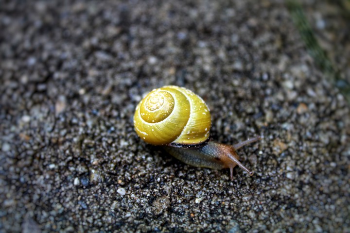slug
