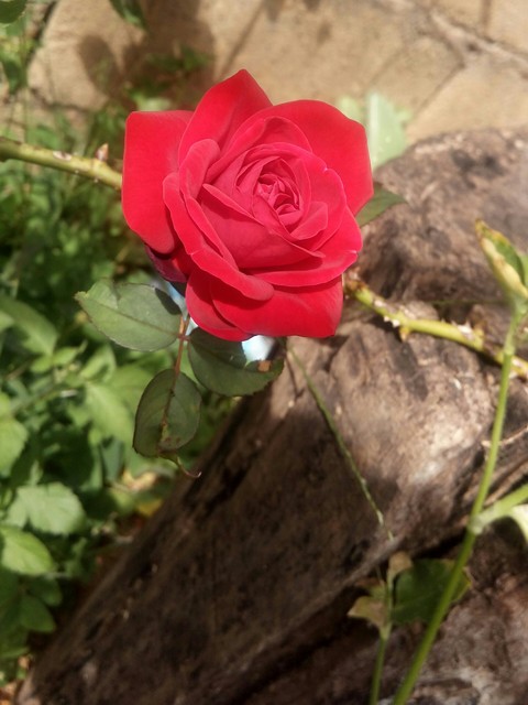 Rosa dos ventos