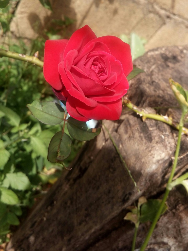 Rosa dos ventos