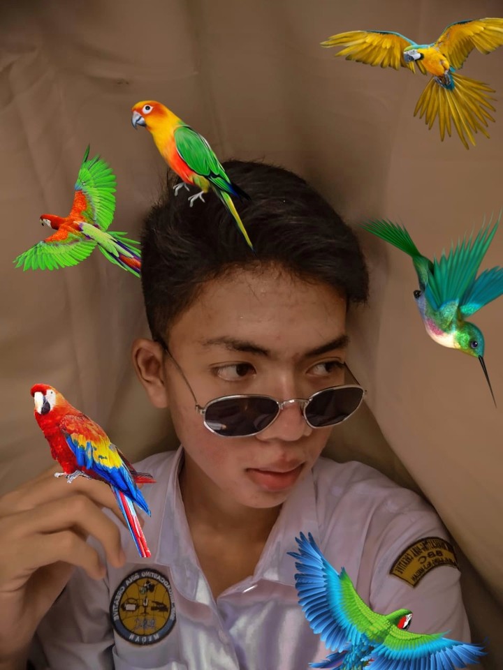 Bird Of Paradise