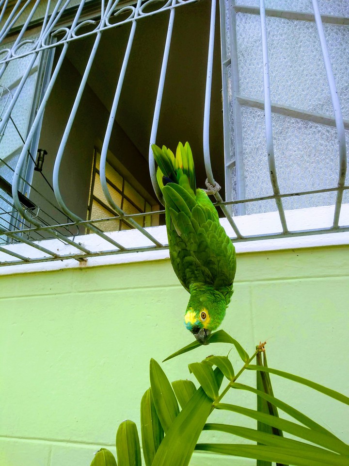 Papagaio