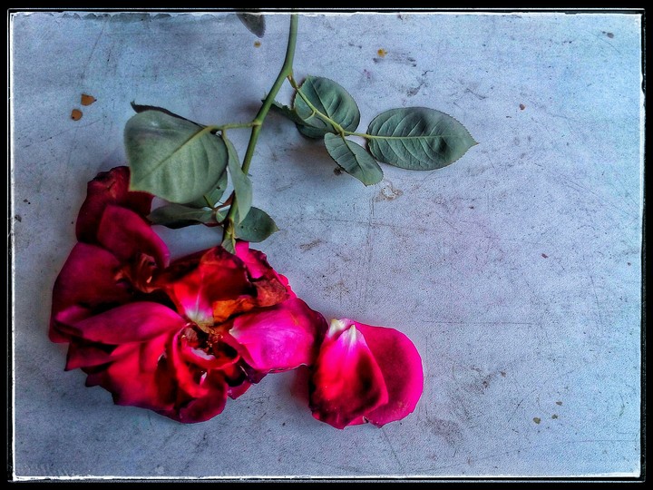 rose.weakness